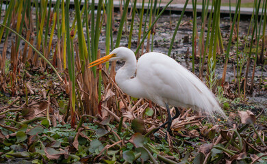 Garza de color blanco caminando en un estanque