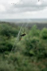 A spider in it's web in the amazon jungle in the  South American country of French Guiana.
