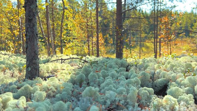 Yagel in the northern tundra of the Kola Peninsula. A picturesque forest covered with white moss, in sunny weather. Lichen moss of the Arctic tundra in 4K close-up.