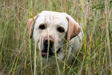 portrait of labrador dog in field of tall grass