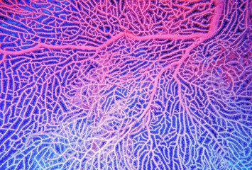Organic texture of Pink Sea Fan or Gorgonia coral (Annella mollis). Abstract pink background