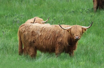 Beautiful Highland Cows – Scotland