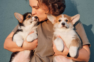 Woman hold two Pembroke Welsh Corgis in arms and kiss baby with sable-white fur. Puppies sitting on...