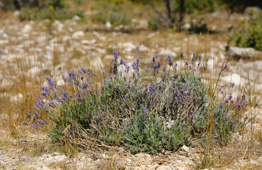 Blooming lavender in a lavender field