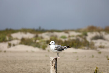 Seagull sits on a wooden post on the beach