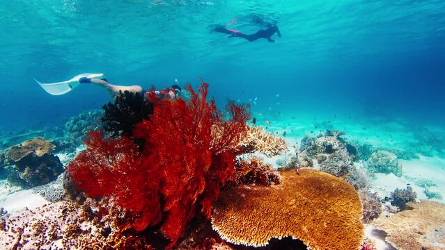 Freediver glides underwater over the vivid coral reef in the Komodo National Park in Indonesia. Camera moves forward and passes by fire coral with woman free diver swimming nearby