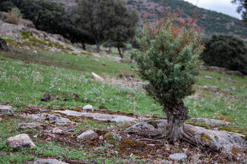 Red juniper or miera juniper, highly appreciated for the essential oils that can be extracted from it. Image taken in early autumn. Juniperus oxycedrus.