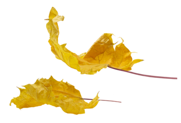 Yellow dry twisted fallen maple leaves with twig on isolated background. Side view. Design element. Autumn