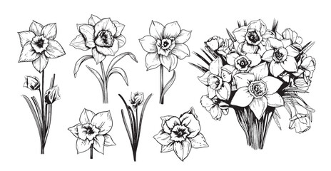 Daffodil flowers set sketch hand drawn in comic style.Vector Garden flowers - obrazy, fototapety, plakaty
