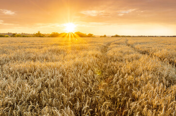 scenic evening in golden wheat field with rustic road, amazing cloudy sunset. rural agriculture landscape of nature view