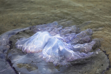 Jellyfish floating on the beach