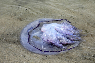 Jellyfish floating on the beach