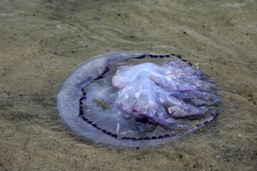 Jellyfish floating on the beach
