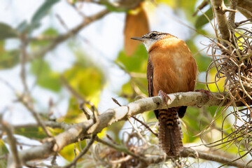 A Carolina wren (Thryothorus ludovicianus), a cute little bird, in a tree in Sarasota, Florida