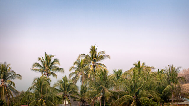 View nature background with coconut trees and sky during winter © wichaiphoto