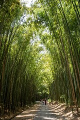 Fototapeta premium A path through a bamboo forest in the middle of the day with bamboo trees forming a corridor canopy