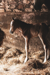 Foal Standing in stable