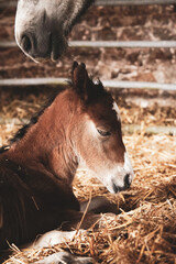 Foal sleeping