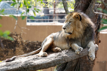 lion in the zoo