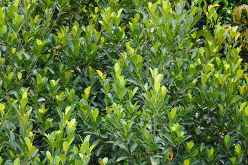 Green leaves of jackfruit tree.