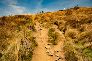 A mountain range in the Bieszczady Mountains in the area of Tarnica, Halicz and Rozsypaniec.