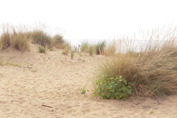 dune sand grass on the beach