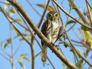 CABURÉ, glaucidium brasilianum, CORUJINHA, CORUJA PEQUENA, CORUJA,