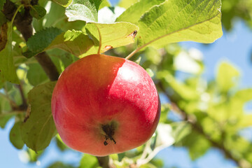 Organic red apple on an apple tree.