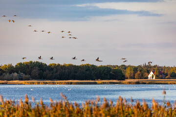 Anflug der Kraniche zum Schlafplatz auf der Insel Kirr direkt vor Zingst.