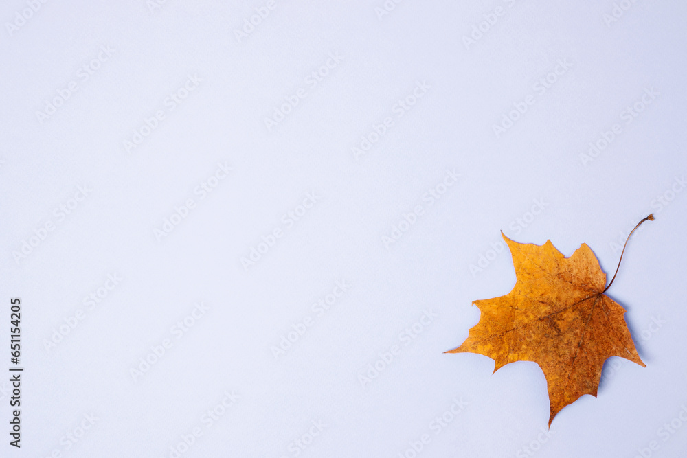 Wall mural symbol of autumn maple leaves on blue background. flat lay, copy space, top view