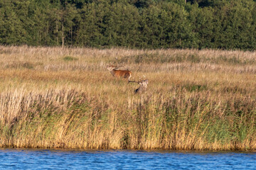 Hirschbrunft an der Ostsee, am Darßer Ort.