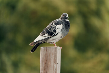 pigeon on a fence