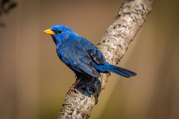 Blue finch (Porphyrospiza caerulescens) © Leandro