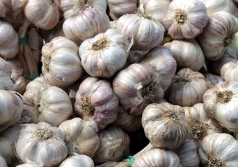 garlic as vegetable,spice and natural medicine close up