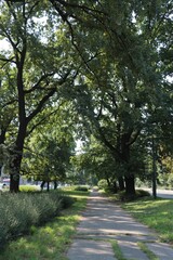 high trees and roasd and freshness in park