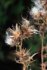 blow-balls with seeds of thistle close up