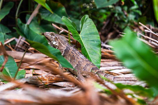 Close-up on brazilian little lizard standing amidst the grass