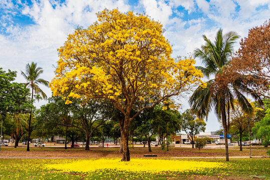 Ipe tree in bloom in a city square of nothern Brazil