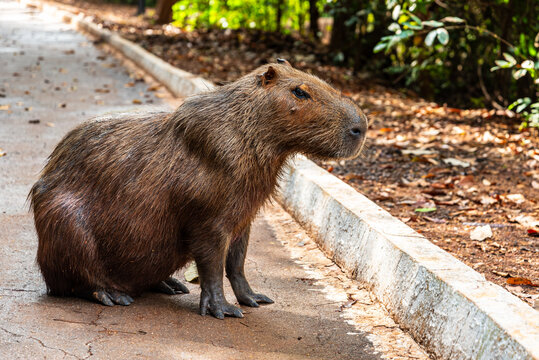Capybara on a cooper track in an urban park in Brazil