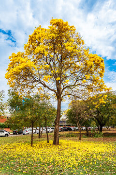 Ipe tree in bloom in a parking area in Brazil
