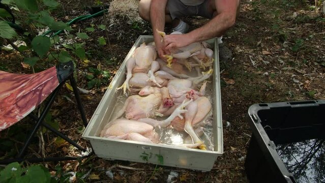Butchered and plucked broilers or chickens being cleaned in container of water preparing poultry for gutting.
