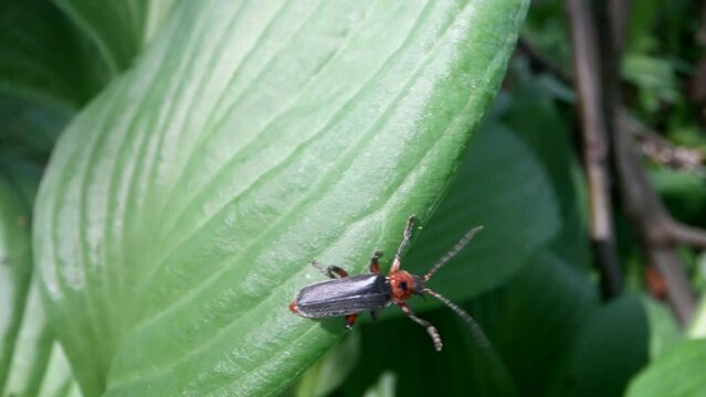 bug on green leaf, macro view, tiny beetle moving antennae and flying out, natural sunlight