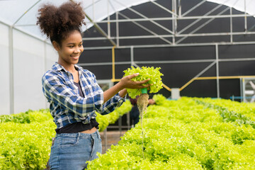 Young African American farmer worker inspects organic hydroponic plants with care and smiles...