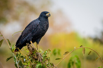 Great Black Hawk (Urubitinga urubitinga)