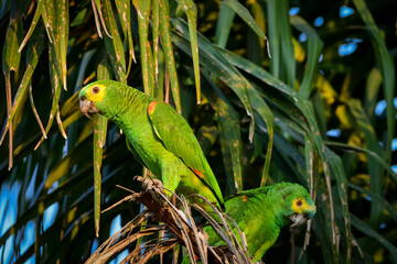 A pair of Turquoise-fronted Parrot perched on branch at Pantanal, Brazil.