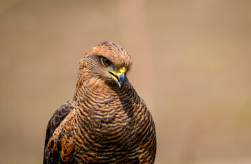 Savanna Hawk (Heterospizias meridionalis)