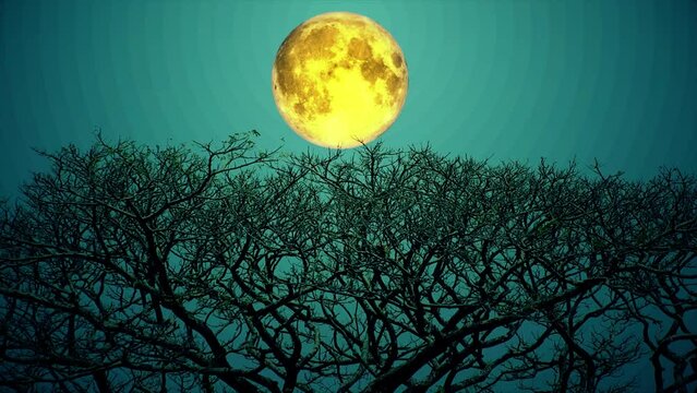 Silhouette of Tree Twigs with Full Moon Background
