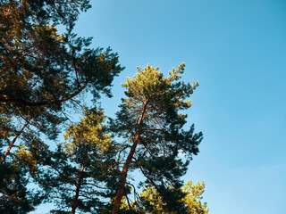 Obraz premium Tops of pine trees against a background of blue sky without clouds