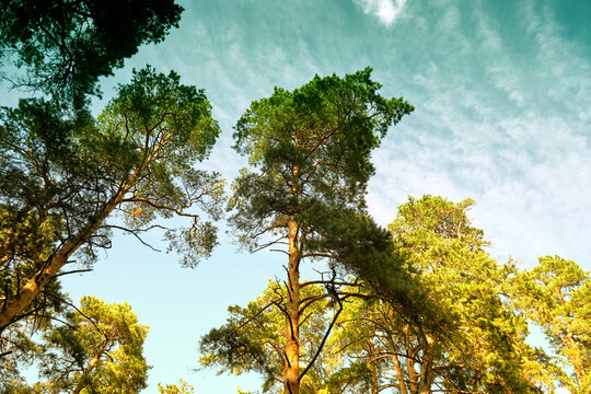 Tops of tall pine trees against the sky. Toned image