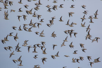 flock of birds